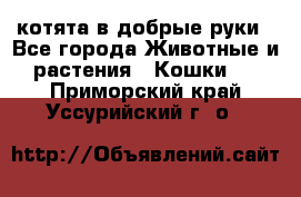 котята в добрые руки - Все города Животные и растения » Кошки   . Приморский край,Уссурийский г. о. 